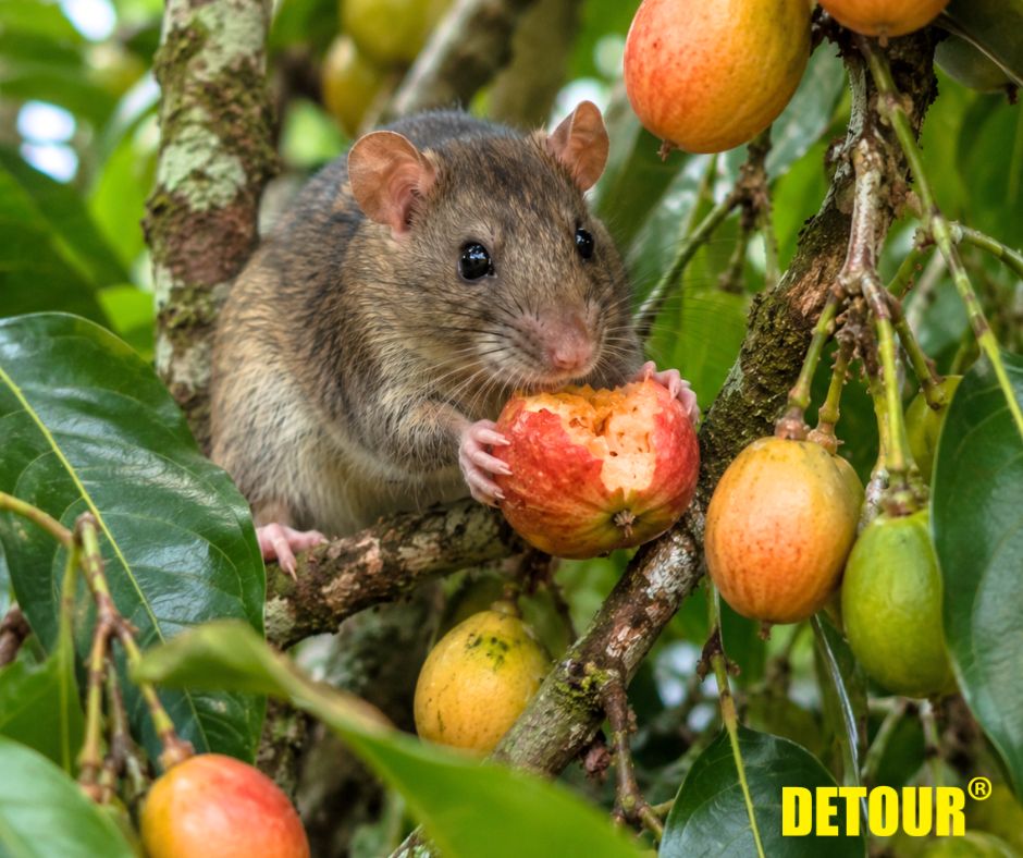 rodents in fruit trees